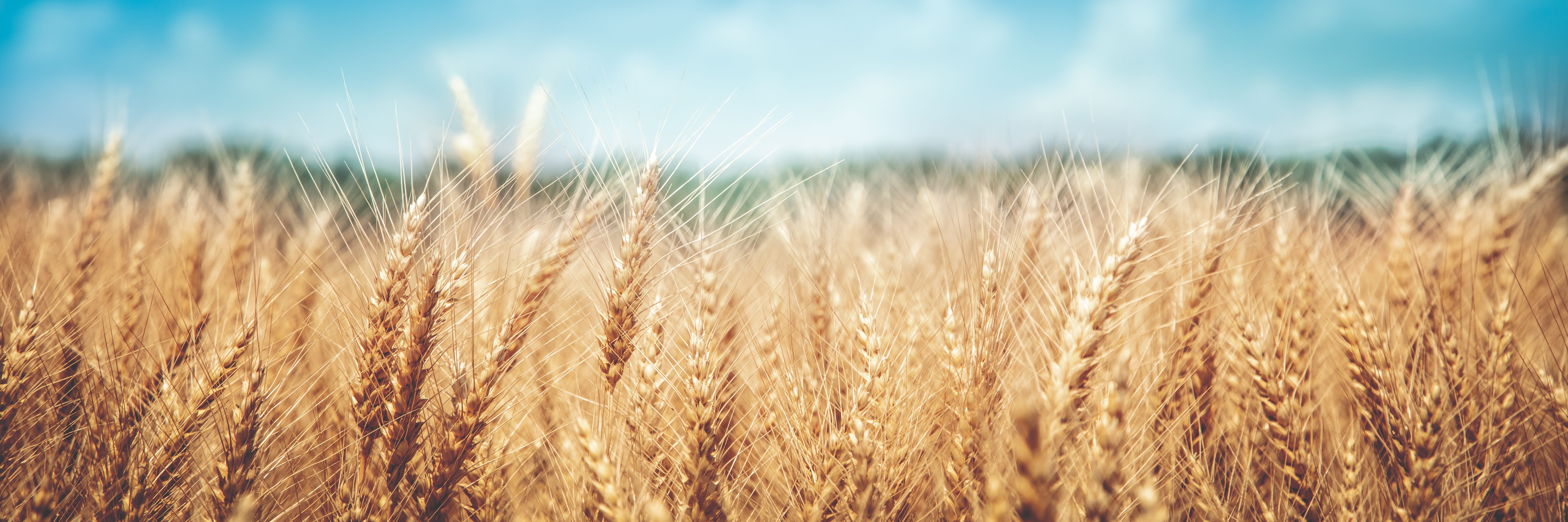 A Precious Grain: How the War in Ukraine is Jolting Food Prices Worldwide