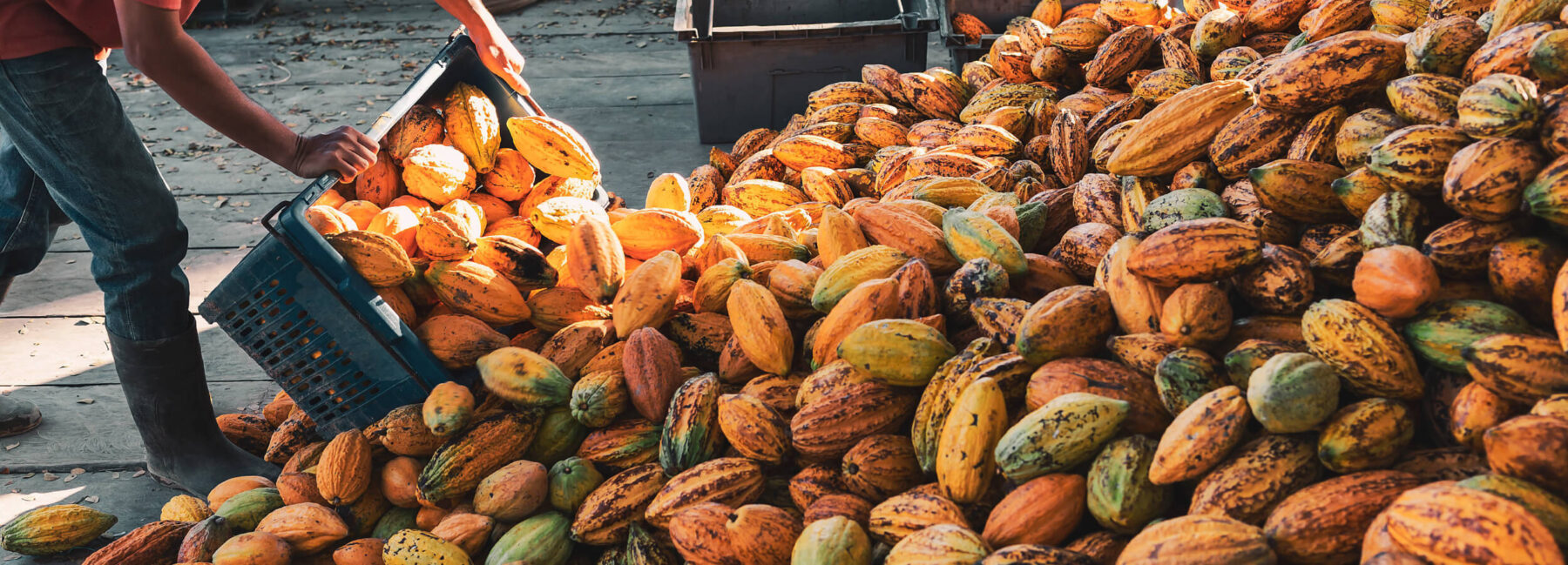 Measuring and Mapping the Risk of Forced Labor in the Cocoa Sector
