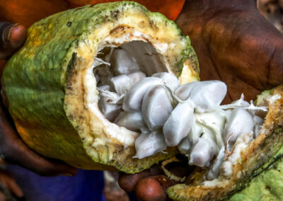 Measuring and Mapping the Risk of Forced Labor in the Cocoa Sector